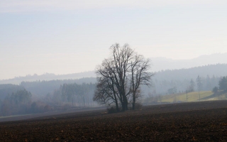 Lípy u Rousměrova