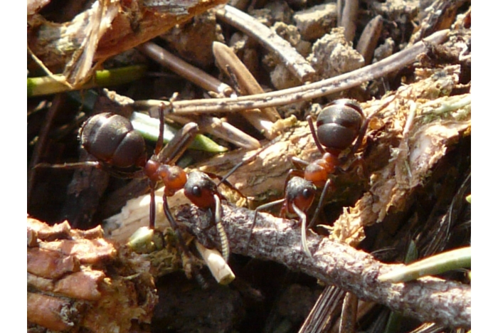 6. Co unese mravenec?