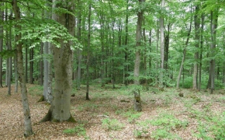 2. Přírodě blízké lesy