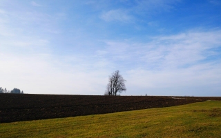 Lípy u Rousměrova