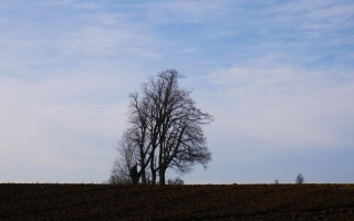 Lípy u Rousměrova