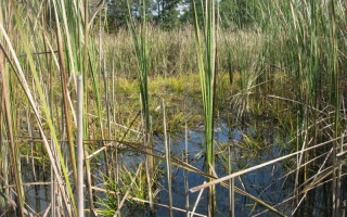 6. Rybníky