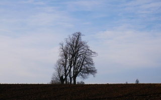 Lípy u Rousměrova