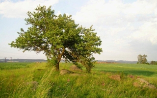 6. Kamenné ostrůvky