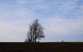 Lípy u Rousměrova