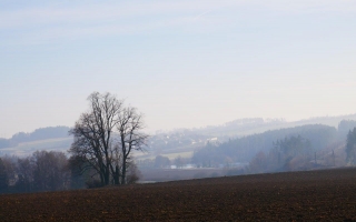 Lípy u Rousměrova