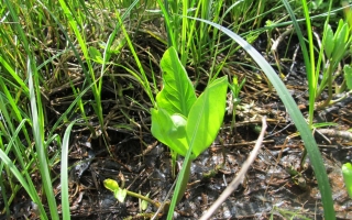 Pod Brejlovským