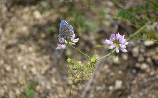 Kunšovec